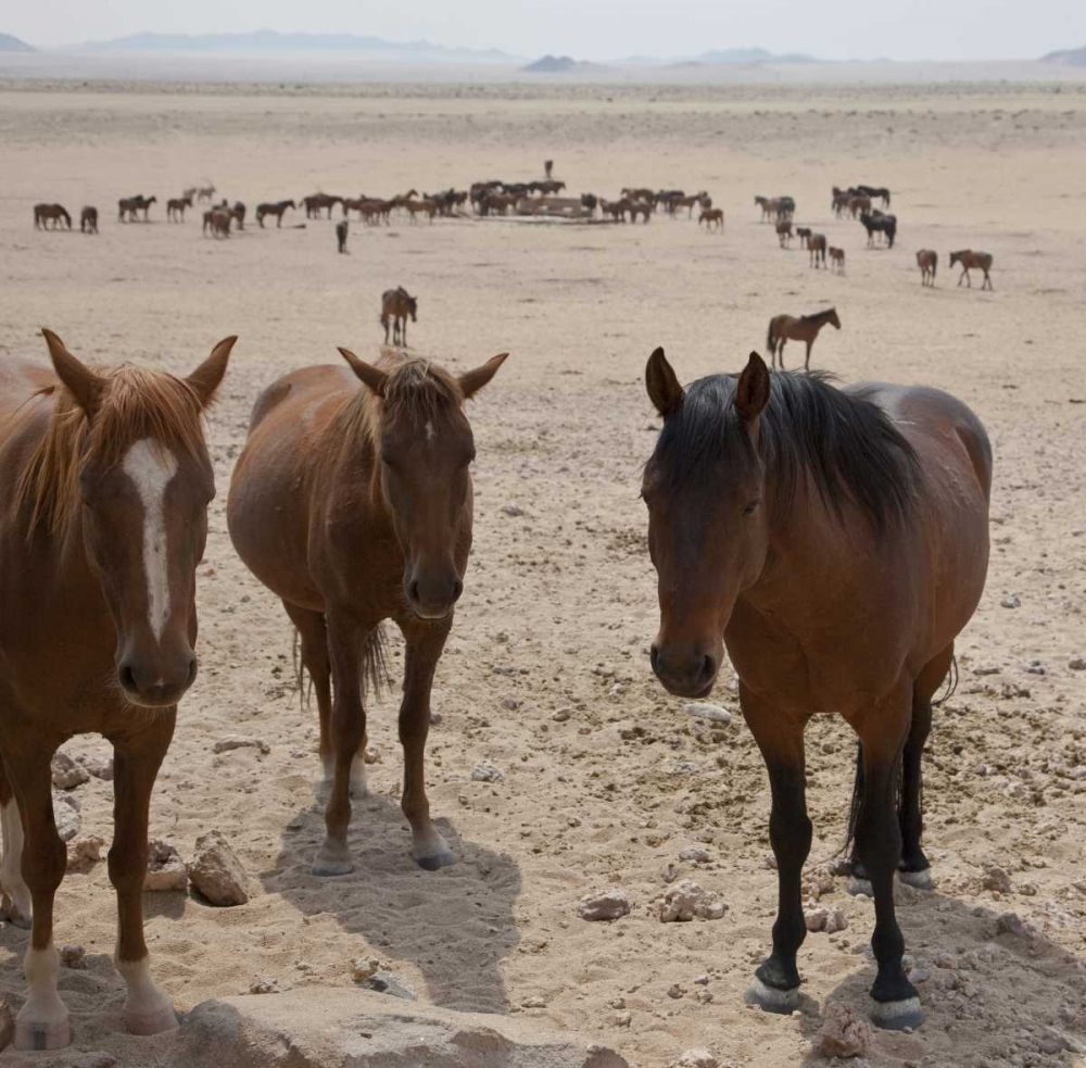 Namibia, Garub Herd of feral horses art print by Bill Young for $57.95 CAD